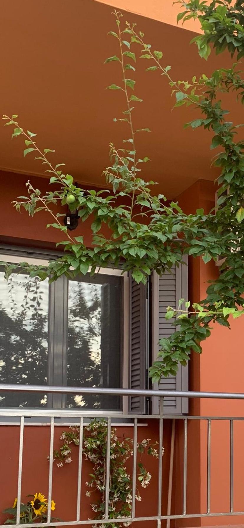 Lefkas Apartment Kalligoni Ngoại thất bức ảnh